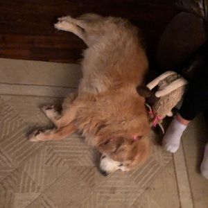 Meet your Posher, Dennis